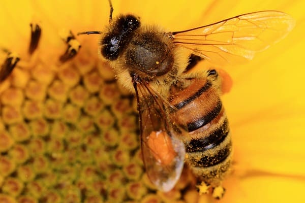 leki na warroze dla pszczół
